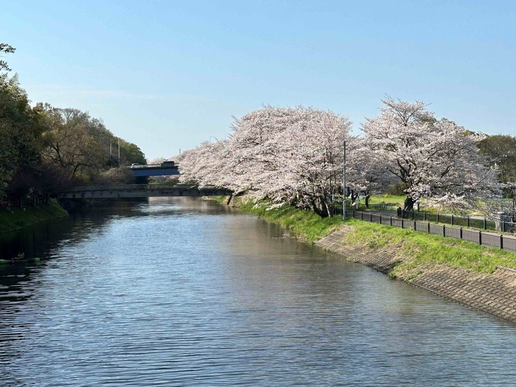 小貝川と鉾田の桜